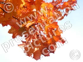 autumn tree branch - powerpoint graphics