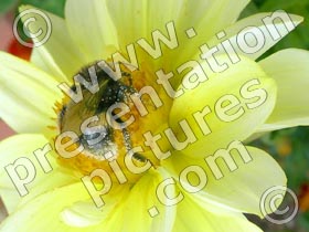 bumble bee - powerpoint graphics