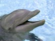 dolphin - powerpoint graphics