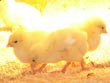 easter chicks - powerpoint graphics