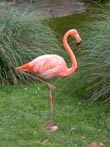 flamingo - powerpoint graphics