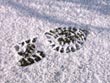 footprint - powerpoint graphics