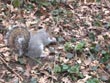 grey squirrel - powerpoint graphics