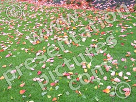 leaves on grass - powerpoint graphics