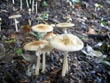 mushrooms - powerpoint graphics