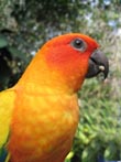 parrot - powerpoint graphics