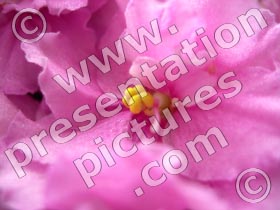 pink flower - powerpoint graphics