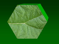 3D leaf - powerpoint graphics