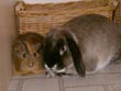 rabbit guinea pig - powerpoint graphics