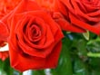red roses - powerpoint graphics