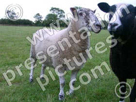 sheep - powerpoint graphics