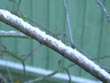 snow on branch - powerpoint graphics