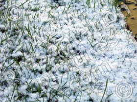 snow on grass - powerpoint graphics