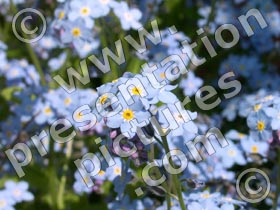 spring flower - powerpoint graphics