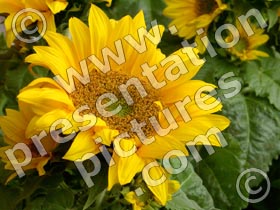 sunflower - powerpoint graphics