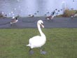 swan - powerpoint graphics