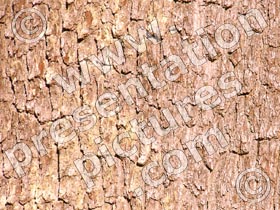 tree bark - powerpoint graphics