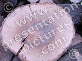 tree trunk - powerpoint graphics