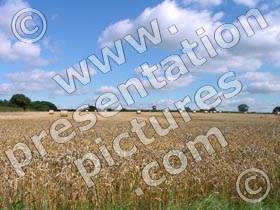 wheat - powerpoint graphics