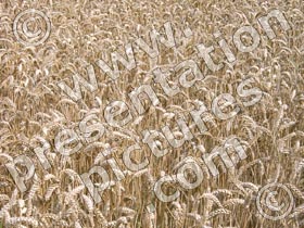 wheat - powerpoint graphics